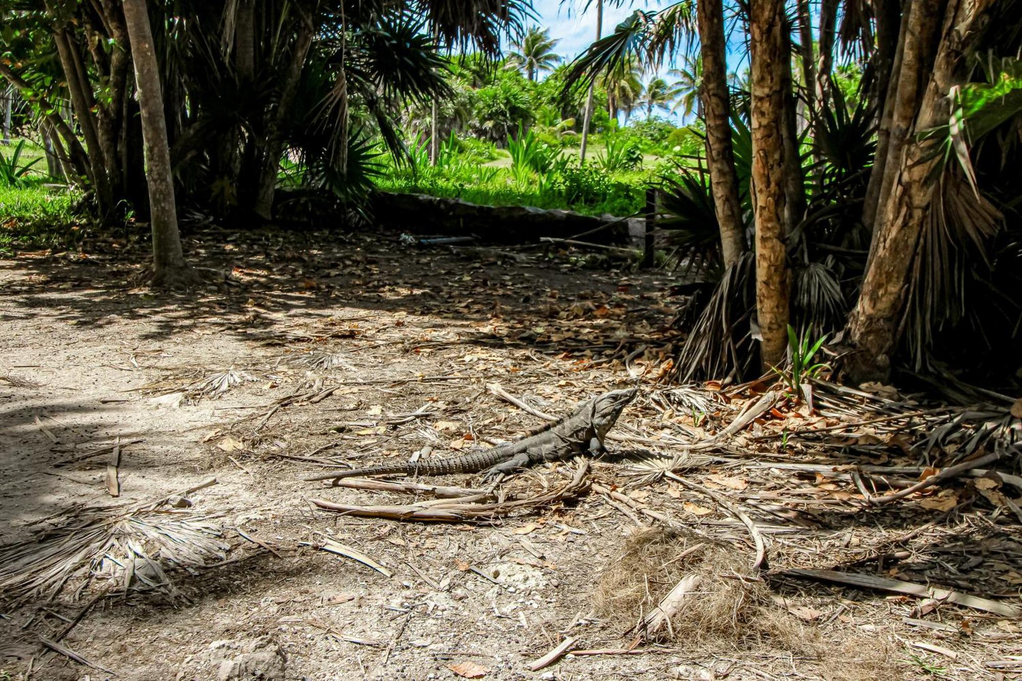 Aldea Zama Hotel Tulum Værelse billede