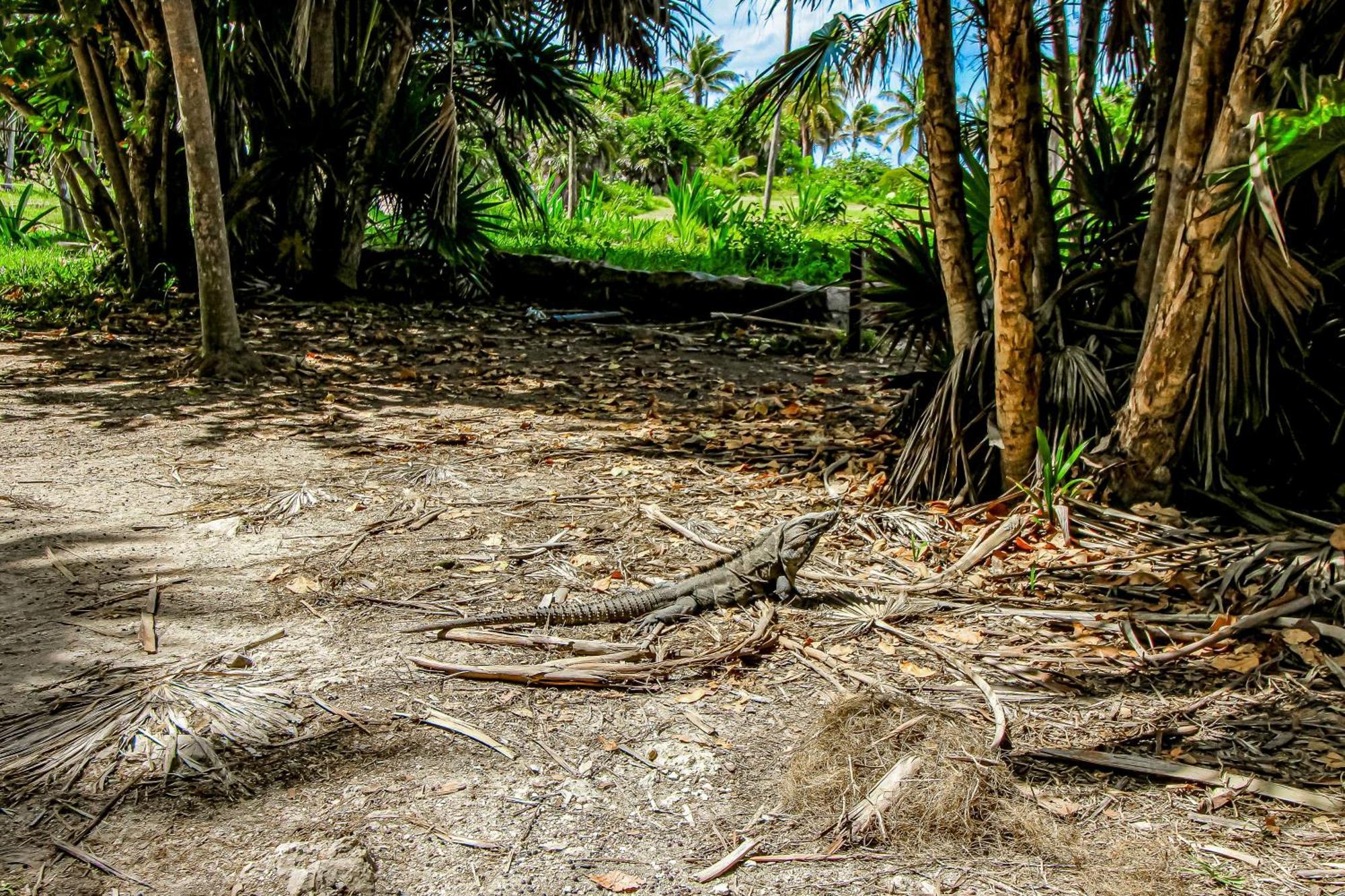 Aldea Zama Hotel Tulum Eksteriør billede